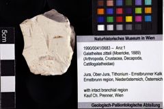 Foto (Objket + Etiketten) von Galatheites zitteli (Moericke, 1889) 